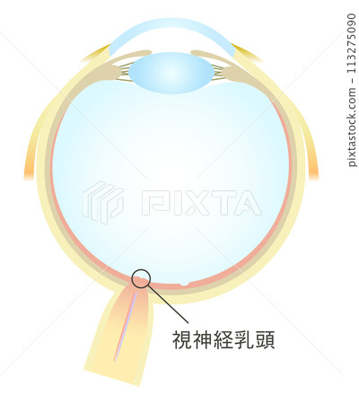 Horizontal section of the eye Optic disc 113275090