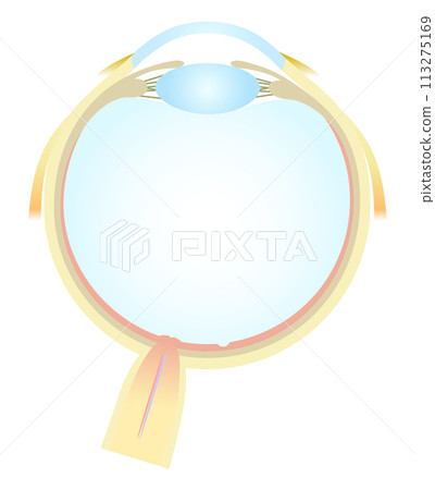 眼睛水平剖面圖 水晶體 前房 眼睛水平剖面圖 水晶體 前房 113275169