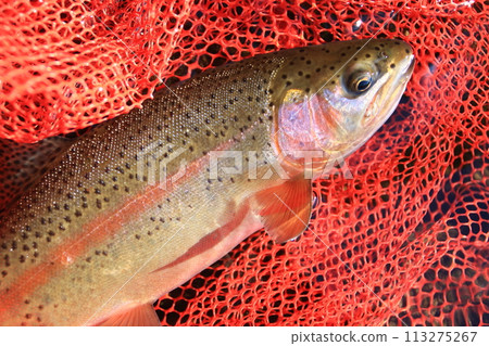 北海道道東溪流深秋虹鱒魚 北海道道東溪流深秋虹鱒魚 113275267