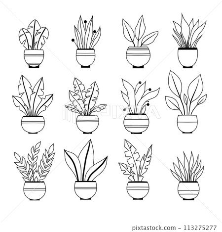 Vector set of contour various plants in pots clip arts. Collection of monochrome outline flowers in vases for home decoration. Natural design elements Vector set of contour various plants in pots clip arts. Collection of monochrome outline flowers in vases for home decoration. Natural design elements 113275277