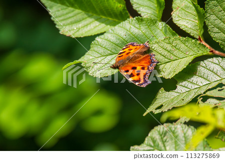遺傳的馬 遺傳的馬 113275869