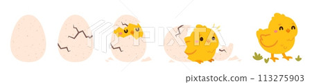 Chicken hatching. Easter cute chick hatched, cracked shell egg. Newborn bird from egg step-by-step process. Domestic hens baby in nest. Farm birds. Vector concept 113275903