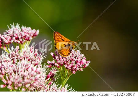 Coquimarasacera 113276007