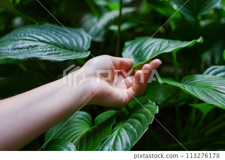 A woman's hand and a green leaves. woman and nature 113276178