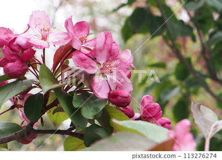 Flower of Hanakaido 113276274