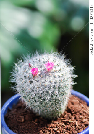 Mammillaria carmenae ,Mammillaria or cactus or succulent or Mammillaria carmenae with pink flower 113276312