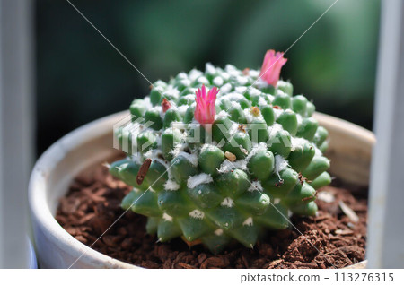 Mammillaria or Mammillaria erusamu f or rebutia minuscula with pink flower or cactus or succulent Mammillaria or Mammillaria erusamu f or rebutia minuscula with pink flower or cactus or succulent 113276315
