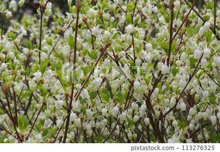 Dudedzia flower 113276325
