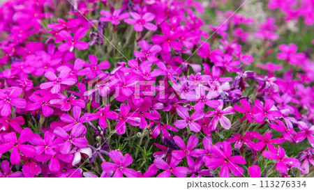 Vivid close up of Moss Phlox sea bright pink blooms under selective focus highlight details 113276334