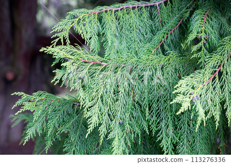 Detailed close-up capturing evergreen conifer foliage with needle-like leaves as a dense backdrop Detailed close-up capturing evergreen conifer foliage with needle-like leaves as a dense backdrop 113276336