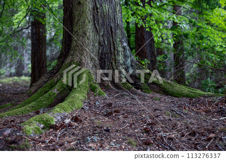 Moss drapes over sprawling roots of a majestic tree in Scottish forest Moss drapes over sprawling roots of a majestic tree in Scottish forest 113276337