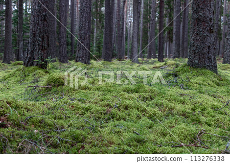 Ground view of vibrant green moss and delicate underbrush in forest under towering pine trees Ground view of vibrant green moss and delicate underbrush in forest under towering pine trees 113276338