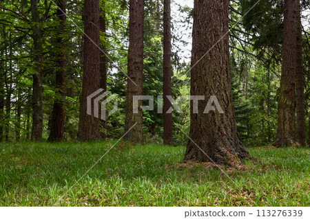 From the forest floor, the ecological diversity and quiet beauty of Scottish woodland comes to life From the forest floor, the ecological diversity and quiet beauty of Scottish woodland comes to life 113276339