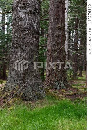 Pair of old, massive girth trees in Scotland, their textured bark symbolizing forest untamed beauty 113276340
