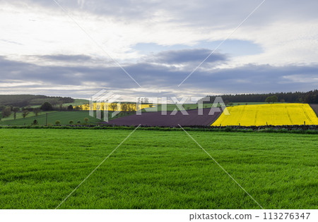 Scottish farmland features yellow rapeseed and freshly ploughed land, beneath a dynamic sky Scottish farmland features yellow rapeseed and freshly ploughed land, beneath a dynamic sky 113276347