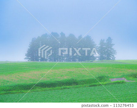 Summer in Hokkaido: The hills of Biei shrouded in morning mist 113276453