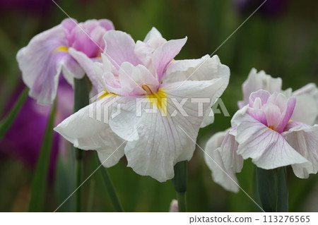 日本獨有的鳶尾花之七 113276565