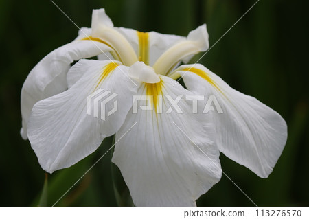 Japanese traditional iris flowers, also used as a subject for paintings - 1 113276570