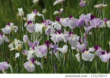 日本傳統花卉鳶尾花,也被用作繪畫主題 日本傳統花卉鳶尾花,也被用作繪畫主題 113276577