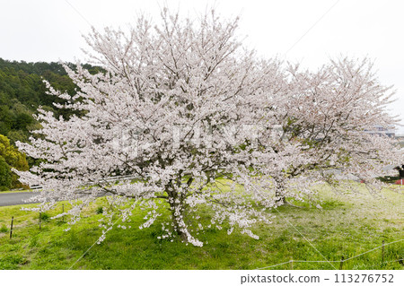 Cherry Blossoms	 113276752