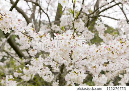 Cherry Blossoms Cherry Blossoms 113276753