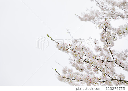 Cherry Blossoms	 113276755