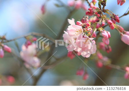 Blooming cherry blossoms: an image of spring in Japan 113276816