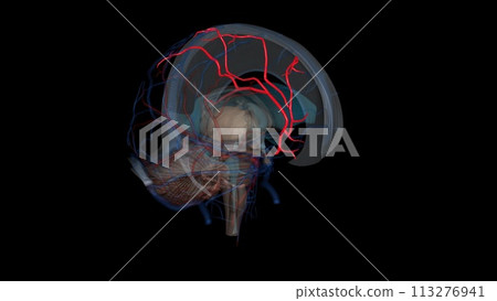 The anterior cerebral artery is the terminal branch of the communicating segment (C7) of the internal carotid artery 113276941