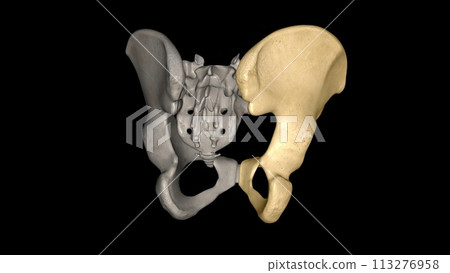 The hip bone is comprised of the three parts; the ilium, pubis and ischium The hip bone is comprised of the three parts; the ilium, pubis and ischium 113276958