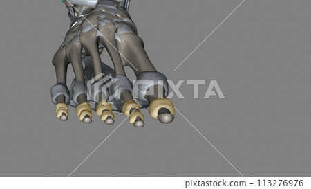The interphalangeal joints of the foot are between the phalanx bones of the toes in the feet The interphalangeal joints of the foot are between the phalanx bones of the toes in the feet 113276976