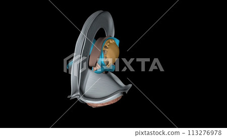 The forebrain structures include the caudate nucleus, the putamen, the nucleus accumbens and the globus pallidus The forebrain structures include the caudate nucleus, the putamen, the nucleus accumbens and the globus pallidus 113276978