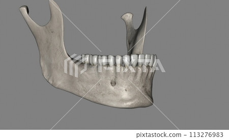 The mandible is the largest and strongest bone of the human skull The mandible is the largest and strongest bone of the human skull 113276983