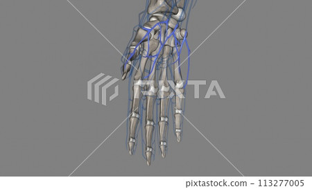 The superficial palmar venous arch consists of a pair of venae comitantes accompanying the superficial palmar arch The superficial palmar venous arch consists of a pair of venae comitantes accompanying the superficial palmar arch 113277005
