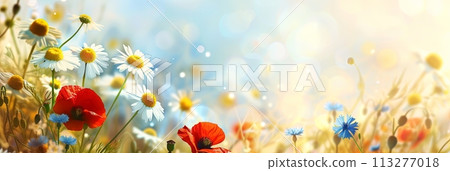 Summer wild field with wildflowers daisies and cornflowers and poppies in the rays of the sun 113277018
