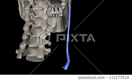 The external jugular is a large vein used in prehospital medicine for venous access 113277019