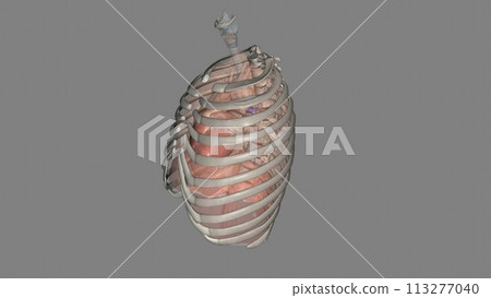 lungs help you breathe and take in oxygen 113277040