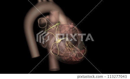 The network of nerves supplying the heart is called the cardiac plexus 113277043