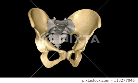 The hip bone is comprised of the three parts; the ilium, pubis and ischium 113277046
