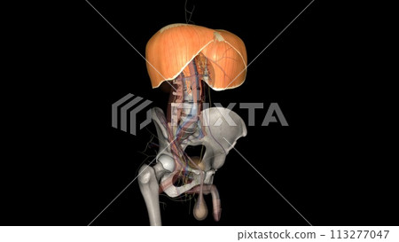 The diaphragm is a muscle that helps you inhale and exhale (breathe in and out) 113277047