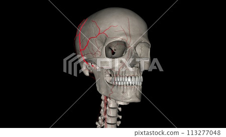 The superficial temporal artery is a terminal branch of your external carotid artery, which is in your neck 113277048