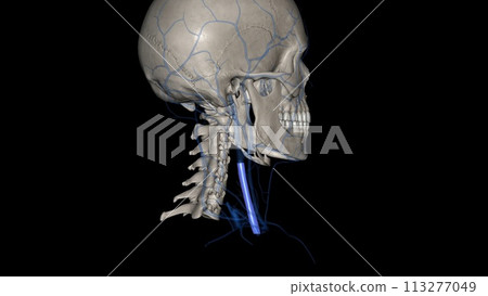 The internal jugular vein is a paired venous structure that collects blood from the brain, superficial regions of the face, and neck 113277049
