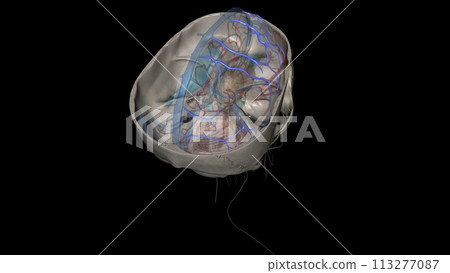 The superior cerebral veins drain the superior portion of the cerebral cortex The superior cerebral veins drain the superior portion of the cerebral cortex 113277087