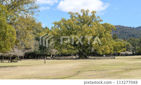 Giant camphor tree, commemorative planting at the site of the Meiji Emperor's throne, Nara Park Giant camphor tree, commemorative planting at the site of the Meiji Emperor's throne, Nara Park 113277088