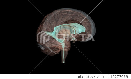 The ventricles are structures that produce cerebrospinal fluid, and transport it around the cranial cavity 113277089