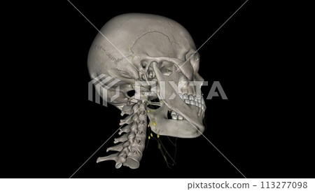 Superior deep cervical Iymph nodes Superior deep cervical Iymph nodes 113277098