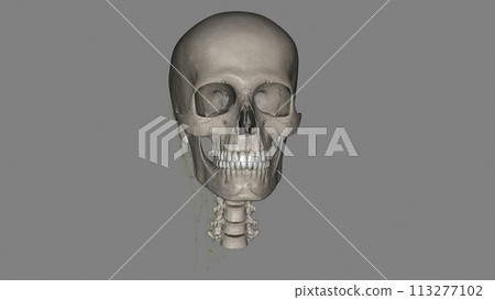 The lymphatic drainage of the head and neck is unique The lymphatic drainage of the head and neck is unique 113277102