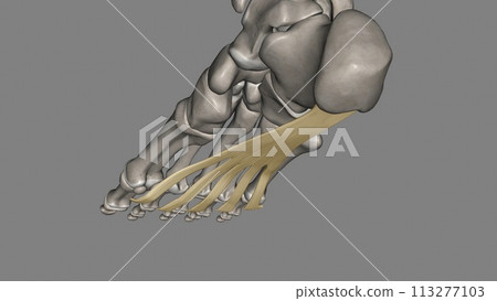 The Plantar aponeurosis is the modification of Deep fascia, which covers the sole The Plantar aponeurosis is the modification of Deep fascia, which covers the sole 113277103