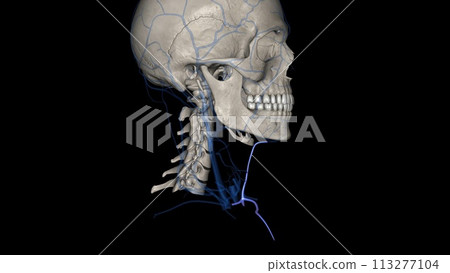 The anterior jugular vein is a paired blood vessel that drains the anterior aspect of the neck 113277104