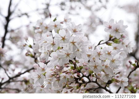 櫻花盛開 櫻花盛開 113277109