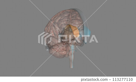 The corpus callosum is a large bundle 113277110
